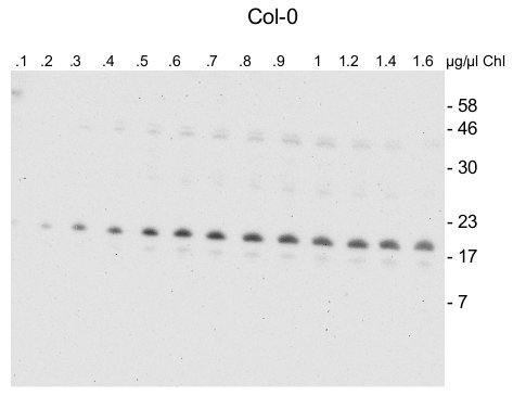 western blot using anti-NFU1 antibodies